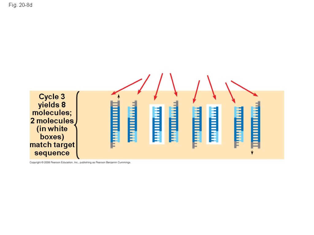 Fig. 20-8d Cycle 3 yields 8 molecules; 2 molecules (in white boxes) match target